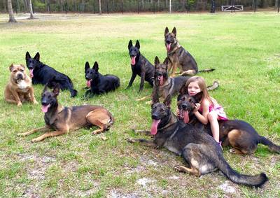 Limitless K9 of Jacksonville, Fl protection dogs training with a young child. 