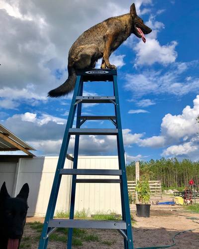 Limitless K9 of Jacksonville protection dog training