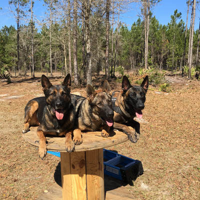 Limitless K9 of Jacksonville protection dog training