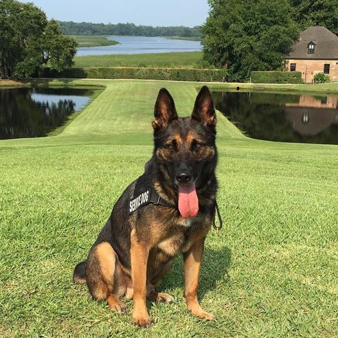 Protection German Shepard Trained by LimitlessK9 in Jacksonville, Fl