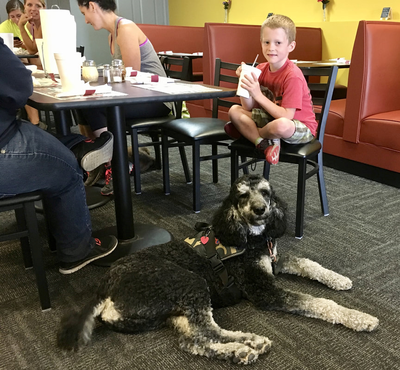 A limitless K9 service dog, poodle, with his young handler at a restaurant