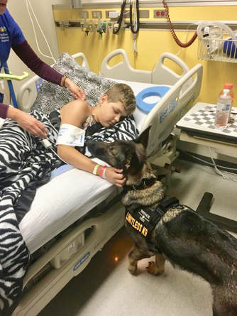A Limitless K9 service dog with a young injured boy in a hospital bed. 