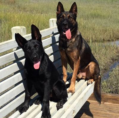 Limitless K9 of Jacksonville protection dog training