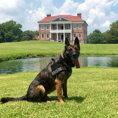 Limitless K9 of Jacksonville protection dog training